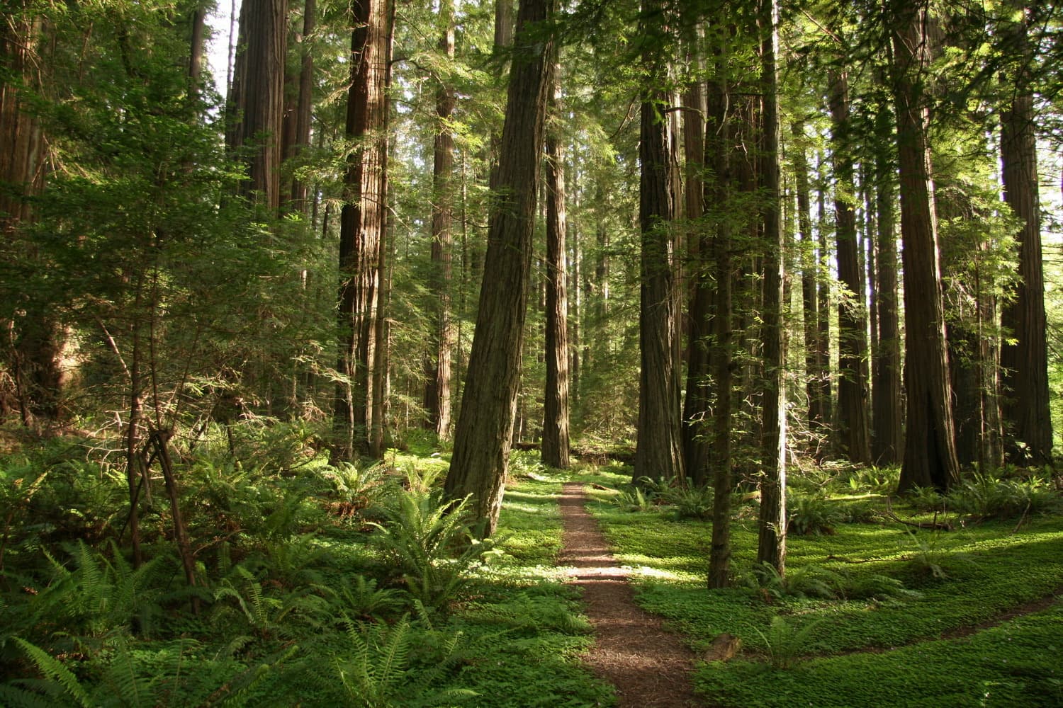 Forest Moon of Endor (Redwood National Parks)
