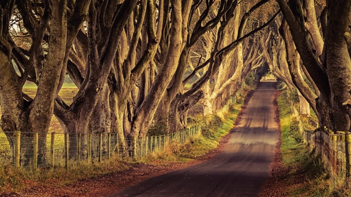 The Kingsroad (Dark Hedges)